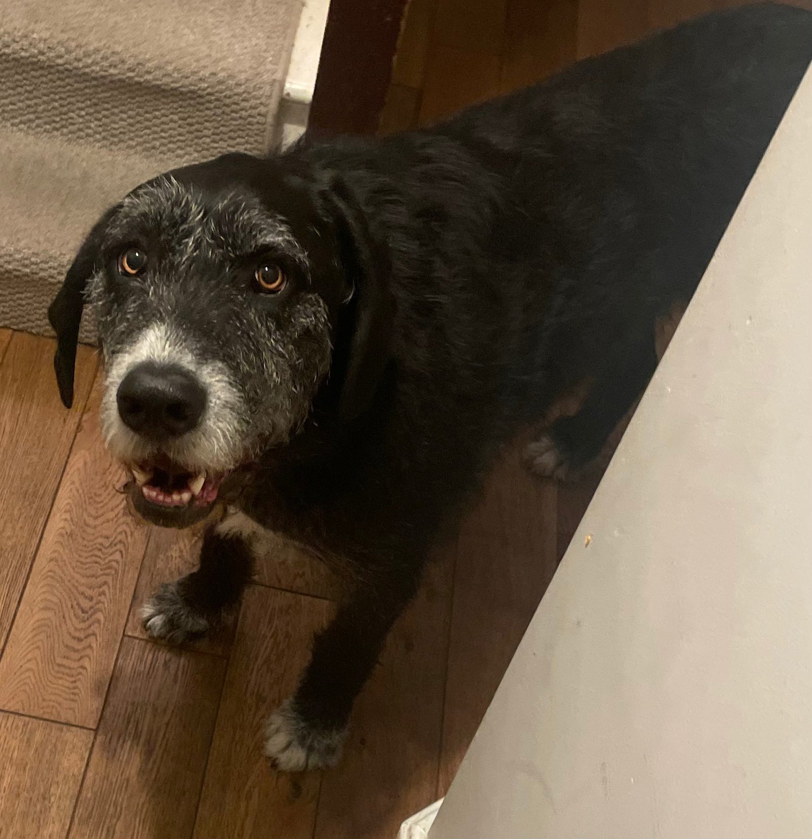 What Your Nails, Dog Food, and Lime Juice Are Trying to Tell You